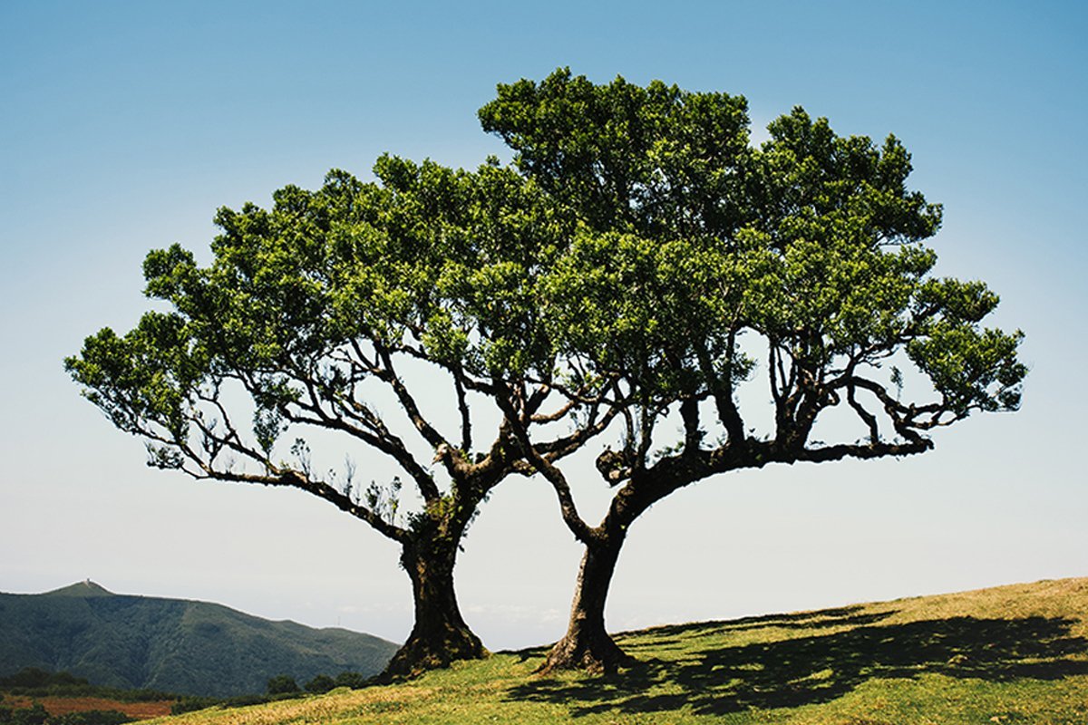 Deux arbres surplombant une collines