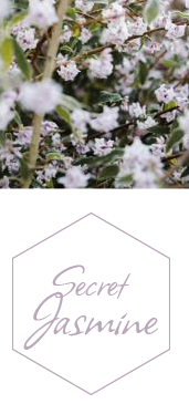 Collection Jasmin Secret Jeanne En Provence