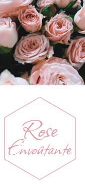 Collection rose Jeanne En Provence